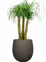 Beaucarnea Recurvata In Terreno D 28 H 113 cm - PlantenShop24 - 28-08-2025