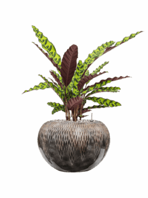 Calathea Insignis In Baq Luxe Lite Universe Comet D 17 H 66 cm - PlantenShop24 - 26-06-2025