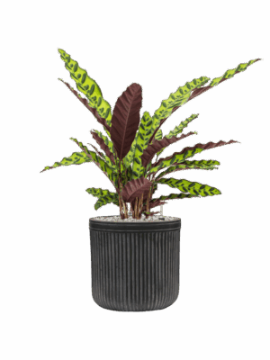 Calathea Insignis In Baq Vertical Rib D 17 H 66 cm - PlantenShop24 - 26-06-2025