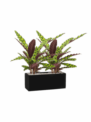Calathea Insignis In Fiberstone D 17 H 61 cm - PlantenShop24 - 26-06-2025