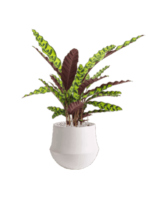 Calathea Insignis In Fusion D 17 H 63 cm - PlantenShop24 - 26-06-2025