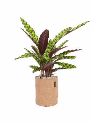 Calathea Insignis In Lechuza Trendcover Cork D 17 H 64 cm - PlantenShop24 - 26-06-2025