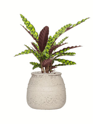 Calathea Insignis In Mediterranean D 17 H 70 cm - PlantenShop24 - 26-06-2025