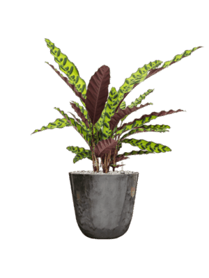Calathea Insignis In Palermo D 17 H 65 cm - PlantenShop24 - 26-06-2025