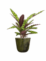 Calathea Insignis In Palermo D 17 H 65 cm - PlantenShop24 - 26-06-2025
