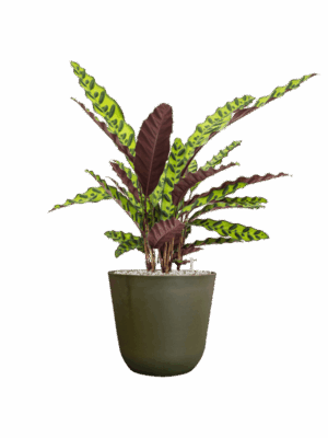 Calathea Insignis In Palermo D 17 H 65 cm - PlantenShop24 - 26-06-2025