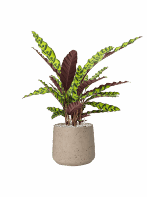 Calathea Insignis In Rough D 17 H 62 cm - PlantenShop24 - 26-06-2025