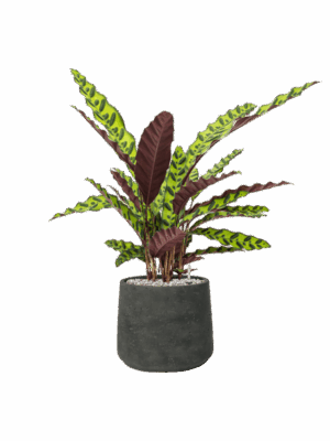 Calathea Insignis In Rough D 17 H 62 cm - PlantenShop24 - 26-06-2025
