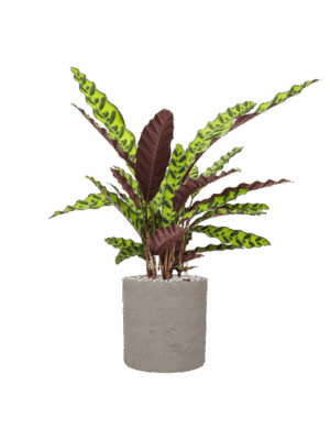 Calathea Insignis In Rough D 17 H 62 cm - PlantenShop24 - 26-06-2025