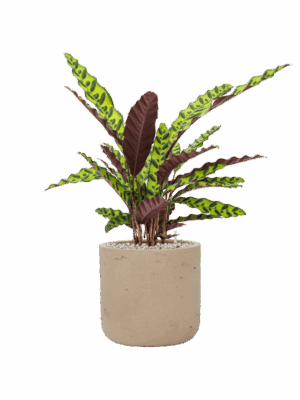 Calathea Insignis In Rough D 17 H 66 cm - PlantenShop24 - 26-06-2025