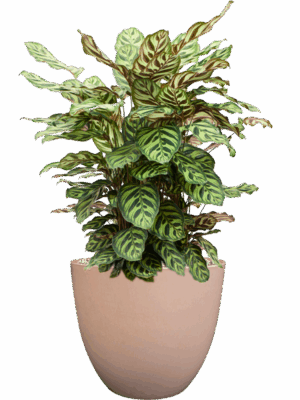 Calathea Makoyana In Artstone D 24 H 66 cm - PlantenShop24 - 18-06-2025