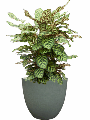 Calathea Makoyana In Artstone D 24 H 66 cm - PlantenShop24 - 18-06-2025
