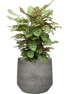 Calathea Makoyana In Cement & Stone D 24 H 70 cm - PlantenShop24 - 18-06-2025