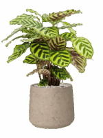 Calathea Makoyana In Rough D 17 H 51 cm - PlantenShop24 - 05-06-2025