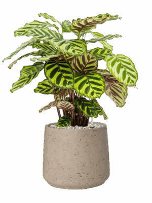 Calathea Makoyana In Rough D 17 H 51 cm - PlantenShop24 - 05-06-2025