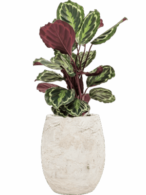 Calathea Medallion In Baq Algar D 19 H 86 cm - PlantenShop24 - 26-06-2025