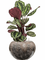 Calathea Medallion In Baq Luxe Lite Universe Comet D 19 H 74 cm - PlantenShop24 - 26-06-2025