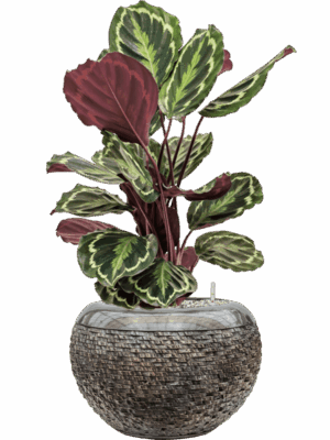 Calathea Medallion In Baq Luxe Lite Universe Layer D 19 H 73 cm - PlantenShop24 - 26-06-2025