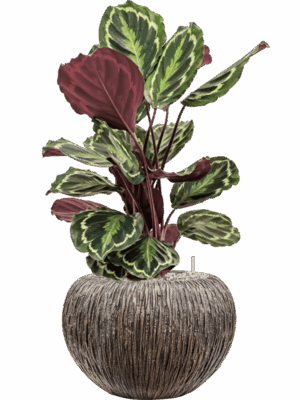 Calathea Medallion In Baq Luxe Lite Universe Waterfall D 19 H 74 cm - PlantenShop24 - 26-06-2025