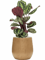 Calathea Medallion In Baq Raindrop D 19 H 82 cm - PlantenShop24 - 26-06-2025