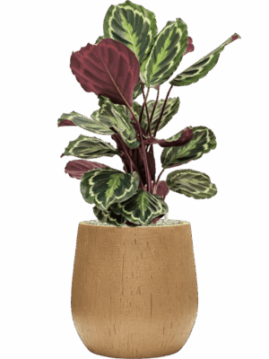Calathea Medallion In Baq Raindrop D 19 H 82 cm - PlantenShop24 - 26-06-2025