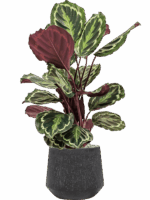 Calathea Medallion In Baq Raindrop D 19 H 93 cm - PlantenShop24 - 26-06-2025