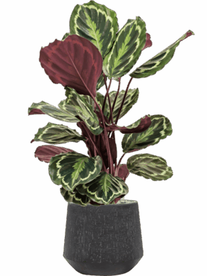 Calathea Medallion In Baq Raindrop D 19 H 93 cm - PlantenShop24 - 26-06-2025