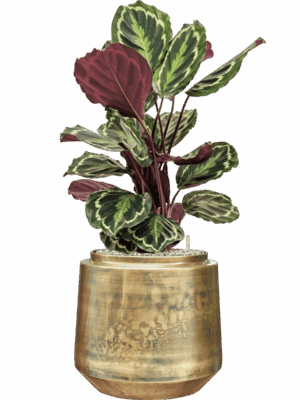 Calathea Medallion In Indigo D 19 H 81 cm - PlantenShop24 - 26-06-2025