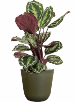 Calathea Medallion In Palermo D 19 H 72 cm - PlantenShop24 - 26-06-2025