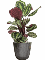 Calathea Medallion In Palermo D 19 H 72 cm - PlantenShop24 - 26-06-2025