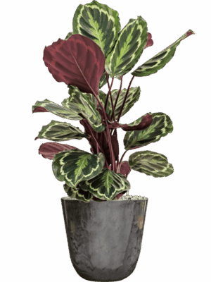 Calathea Medallion In Palermo D 19 H 72 cm - PlantenShop24 - 26-06-2025