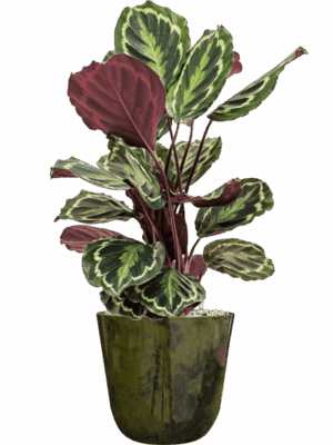 Calathea Medallion In Palermo D 19 H 72 cm - PlantenShop24 - 26-06-2025