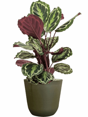 Calathea Medallion In Palermo D 19 H 72 cm - PlantenShop24 - 26-06-2025