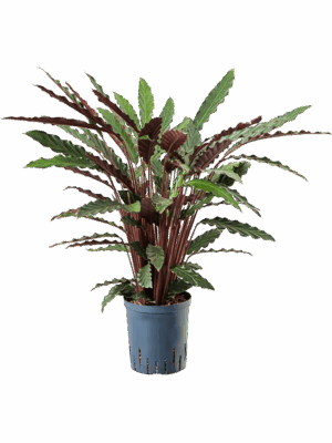 Calathea Rufibarba Wavestar D 18 H 80 cm - PlantenShop24 - 20-06-2025