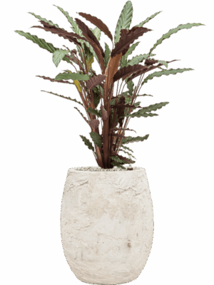 Calathea Rufibarba Wavestar In Baq Algar D 19 H 86 cm - PlantenShop24 - 26-06-2025