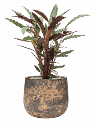 Calathea Rufibarba Wavestar In Baq Atlas D 19 H 77 cm - PlantenShop24 - 30-06-2025