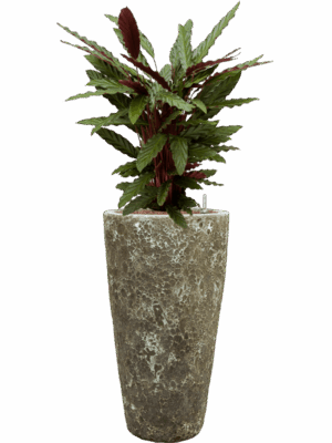 Calathea Rufibarba Wavestar In Baq Lava D 18 H 122 cm - PlantenShop24 - 20-06-2025