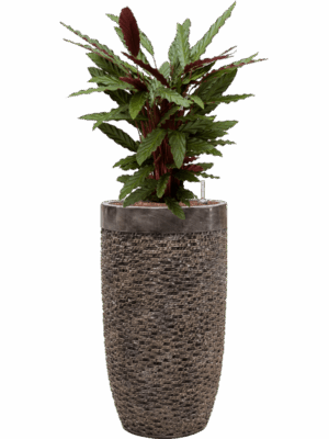 Calathea Rufibarba Wavestar In Baq Luxe Lite Universe Laye D 18 H 126 cm - PlantenShop24 - 20-06-2025