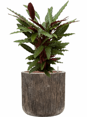 Calathea Rufibarba Wavestar In Baq Luxe Lite Universe Wate D 18 H 95 cm - PlantenShop24 - 20-06-2025