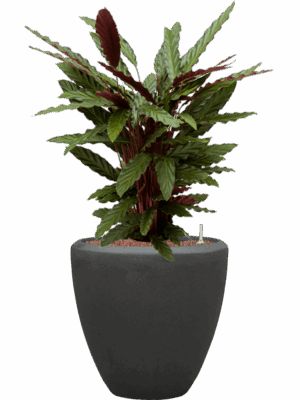 Calathea Rufibarba Wavestar In Baq Polystone Plain D 18 H 96 cm - PlantenShop24 - 20-06-2025