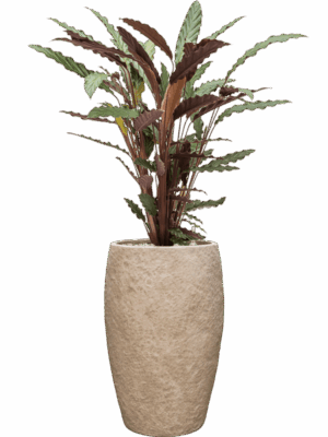 Calathea Rufibarba Wavestar In Coast Mountains D 19 H 90 cm - PlantenShop24 - 09-06-2025