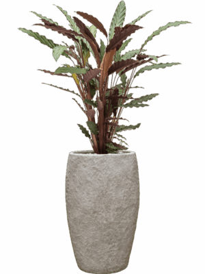 Calathea Rufibarba Wavestar In Coast Mountains D 19 H 91 cm - PlantenShop24 - 09-06-2025