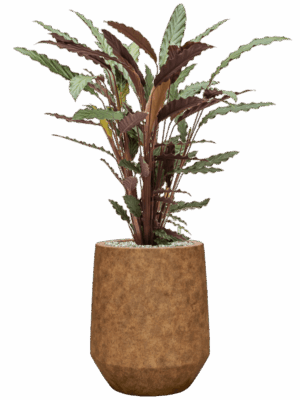 Calathea Rufibarba Wavestar In Mineral D 19 H 83 cm - PlantenShop24 - 18-06-2025