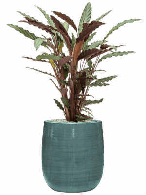 Calathea Rufibarba Wavestar In Plain Striped D 19 H 81 cm - PlantenShop24 - 02-06-2025