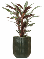 Calathea Rufibarba Wavestar In Plain Striped D 19 H 81 cm - PlantenShop24 - 02-06-2025