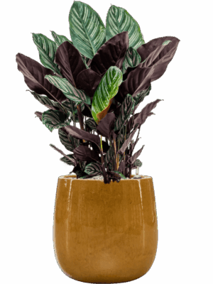 Calathea Sanderiana In Balloon D 24 H 82 cm - PlantenShop24 - 18-06-2025