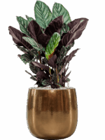 Calathea Sanderiana In Balloon D 24 H 82 cm - PlantenShop24 - 18-06-2025