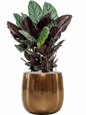 Calathea Sanderiana In Balloon D 24 H 82 cm - PlantenShop24 - 18-06-2025