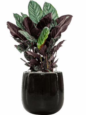 Calathea Sanderiana In Balloon D 24 H 82 cm - PlantenShop24 - 18-06-2025