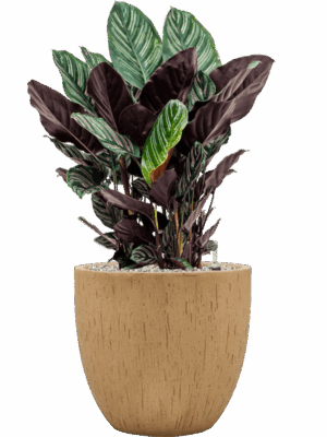 Calathea Sanderiana In Baq Raindrop D 24 H 83 cm - PlantenShop24 - 18-06-2025